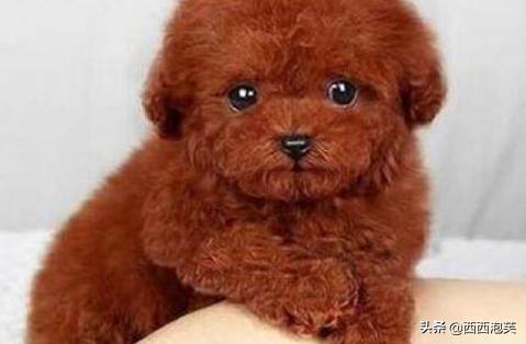 幼犬喂养:饲养幼犬有什么地方需要注意？