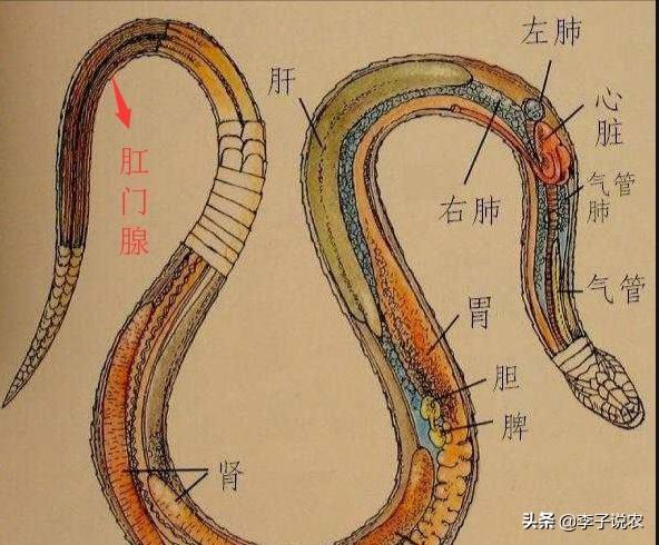 无毒蛇咬人吗:菜花蛇无毒，为什么被称为百蛇之王？