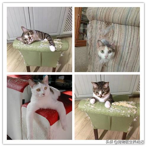 猫的训练:猫的训练方法如下 不打猫，怎么样才能让猫变乖？