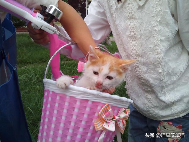 会弹琴的小猫咪图片:小猫咪自己一个人在家久了会孤独吗？