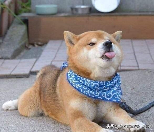狗狗真粗大好充实最新章节:怎么看一只狗狗过得幸福不幸福？