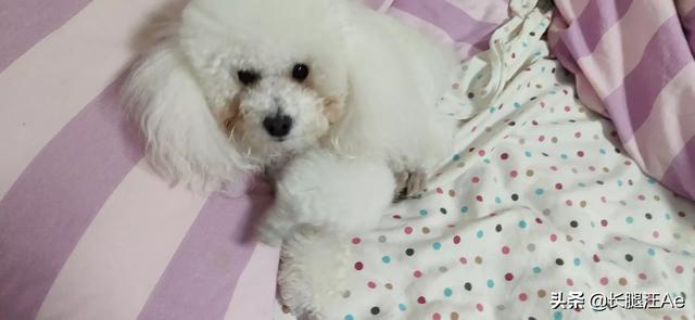 优爵狗粮项目介绍:你家狗狗吃的哪个牌子的狗粮？