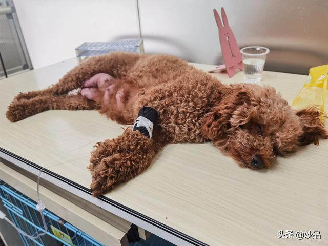 狗狗每晚都过来上我中宁小说网:哪些方面能体现狗狗对你很信任？