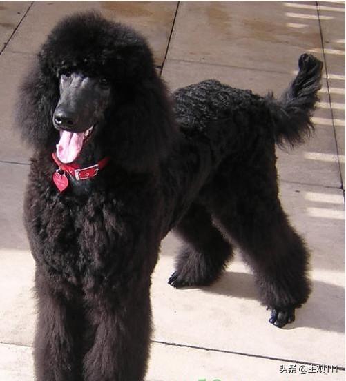 头条问答 四个月的比格犬一天大便几次正常 5个回答