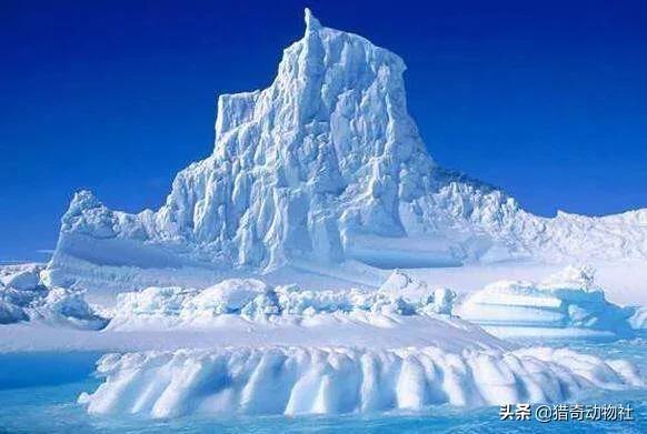 北极熊喝水死亡:北极熊冬天产崽挖洞 如果冰山融化掉入海中，会怎样？