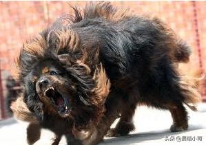 藏獒咬死主人:如何看待云南保山一藏獒饥饿发狂咬伤主人及邻居后被击毙