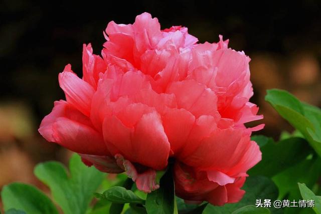 洛阳纸贵:“洛阳纸贵”说的是什么？和洛阳有什么关系？