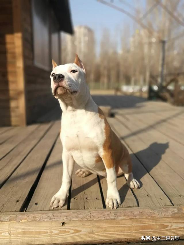 波斯顿梗犬舍:有哪些适合家养的中型狗狗？