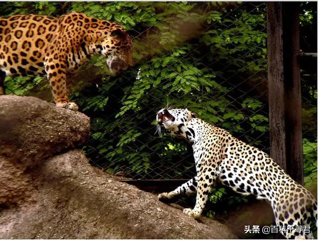 美洲豹、波斯豹、金钱豹、花豹和雪豹相比,由强至弱的排名是怎么样的？