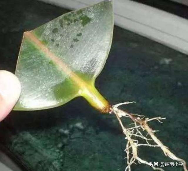 印度橡皮树如何叶插:橡皮树什么时间扦插易活？