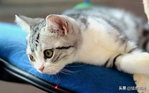 猫咪放屁拉稀带血:宠物猫拉稀怎样处理，宠物猫拉肚子怎么处理好？
