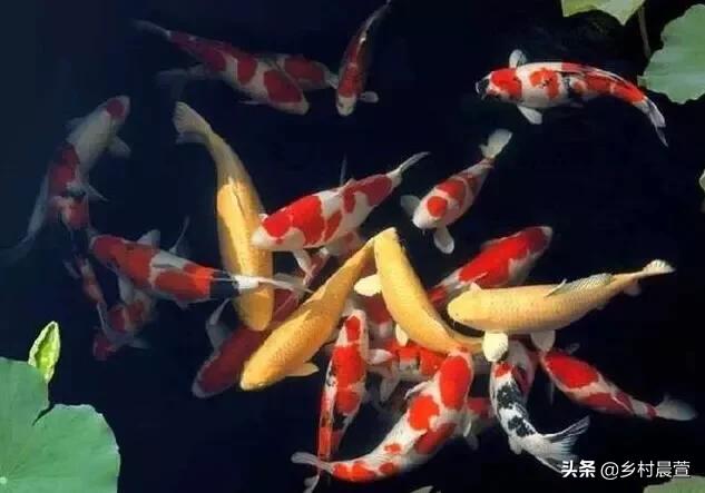 建鲤养殖技术:在农村养殖锦鲤有前景吗？如何养？
