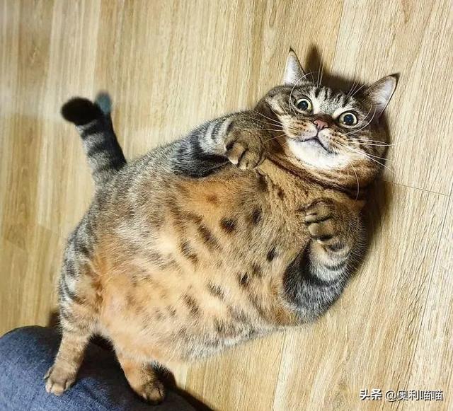 猫咪肥胖的搞笑图片有哪些？