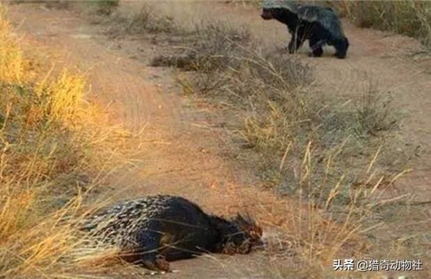 豪猪和平头哥“蜜獾”打架，谁更厉害？