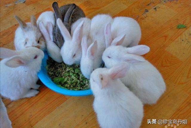 想在家养兔子（农村的）,可以慢慢发展养殖吗？