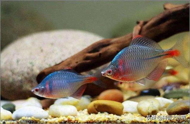 澳洲彩虹鱼鱼图片:这种有着彩虹颜色的鱼叫什么？是鳑鲏吗？它是新物种吗？