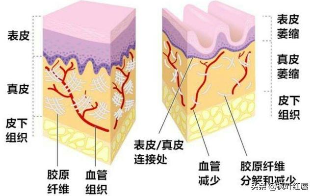 水解胶原纤脸面膜胶(水解胶原精华面膜)