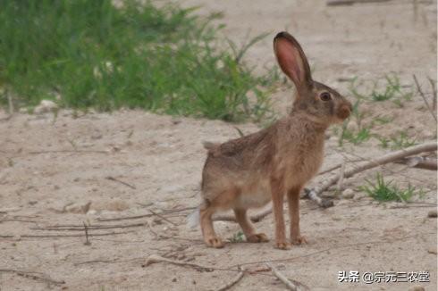 夜间细犬撵兔视频:夜间格力犬撵兔视频 ​过去的农村，野兔在山上到处跑，如今却几乎见不到了，为啥？