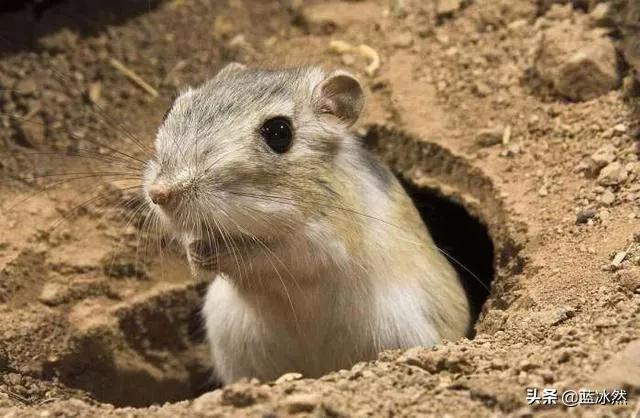 有人说农村以前的老鼠很大，现在都变小了，这是什么原因