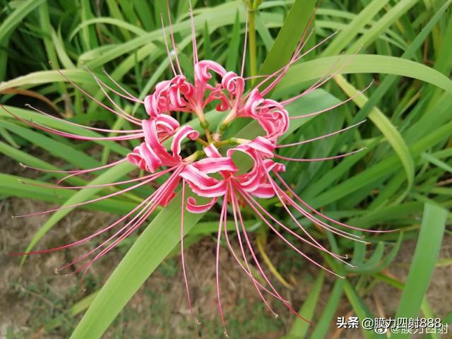 头条问答 彼岸花 的意义是什么 云溪河8的回答 0赞