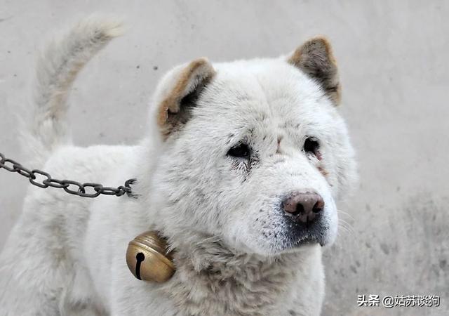 头条问答 - 如何看待贵州土狗用于"打架"的行为?