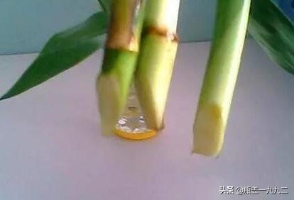 富贵竹和银柳配图片:怎样让买来的富贵竹快速生根？