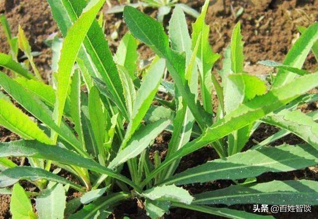 苦麻菜能解烟毒吗？