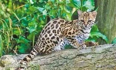 豹猫和田园猫的区别？