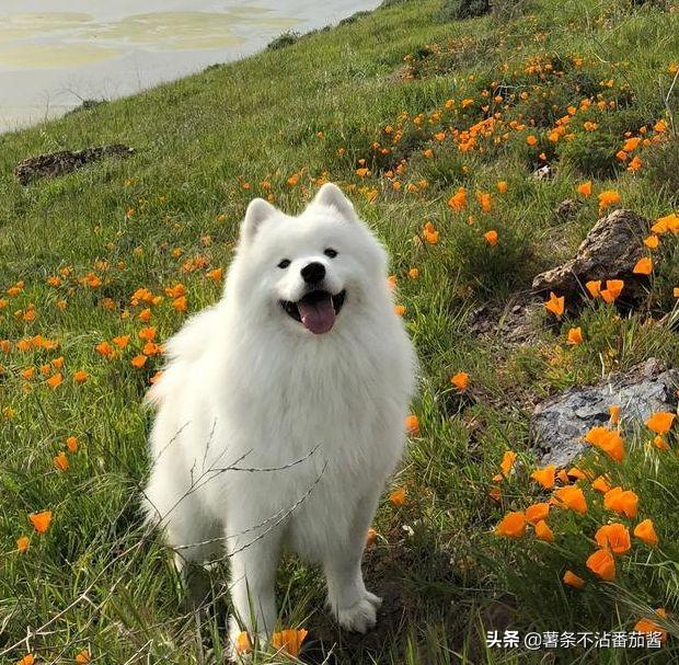 巴吉度犬 聪明吗:巴吉度猎犬聪明吗 怎么看狗狗智商高还是低？