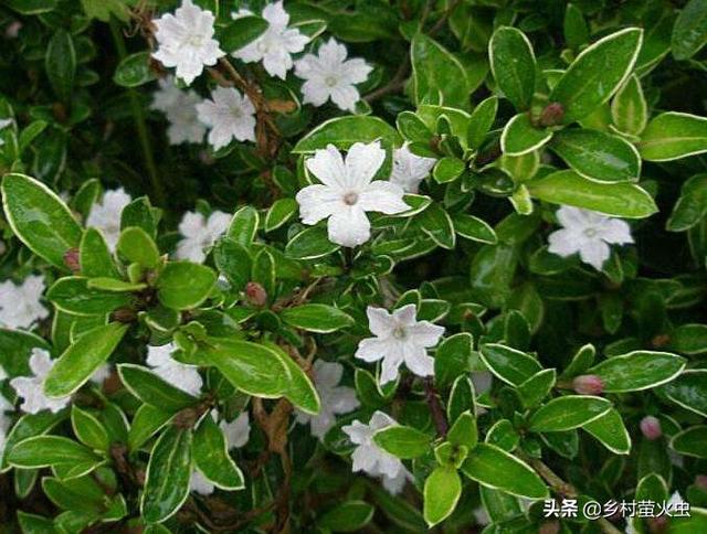 京剧六月雪图片:京剧各派现在有哪些名家名段？