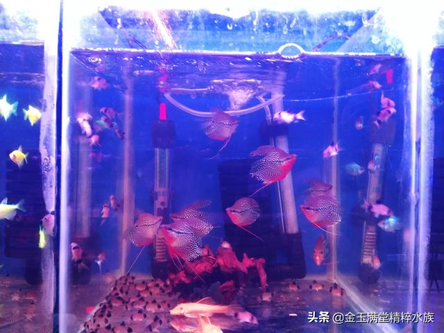 多彩鹦鹉设计素材:宝蓝迷你鹦鹉背景纸选什么颜色好？