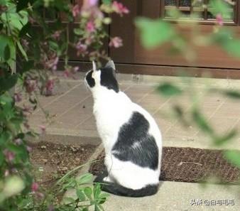 家家猫:家家猫电视购物 家里可以养猫吗？有什么禁忌说法吗？
