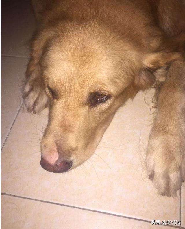 即将毕业成为白衣天使南通大学医学院硕士开水烫狗你怎么看