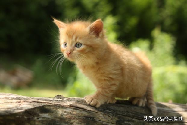 子猫絮语在线阅读:我家的橘猫，怎么只有饿的时候才会找我，平时毫无存在感？