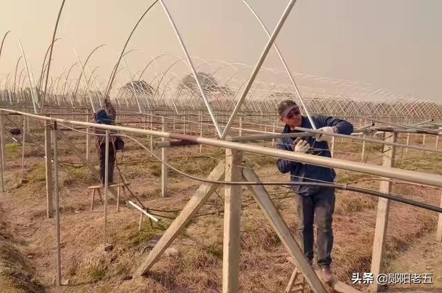 南方葡萄种植技术大全:甜蜜蓝宝石葡萄种植条件蓝宝石葡萄南方能种活吗？