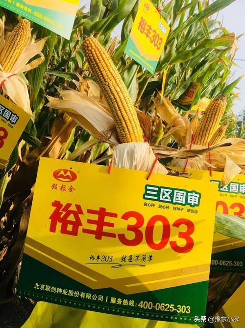 2021辛丑牛年，最火爆的玉米种子是啥