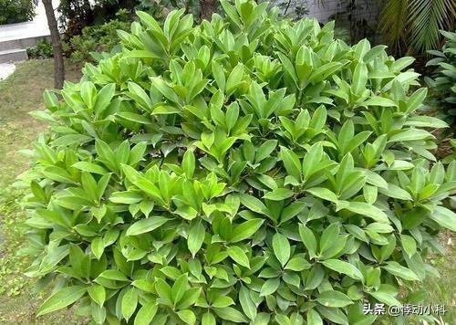 非洲茉莉的作用:非洲茉莉适合在室内养吗？