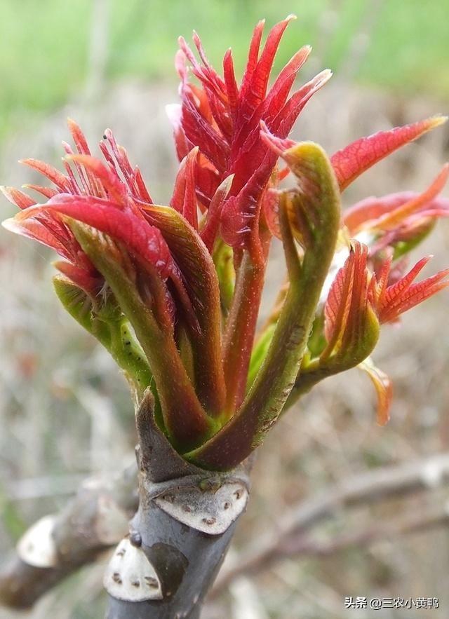 吃香椿芽得什么病(香椿芽吃了对人体有什么好处)