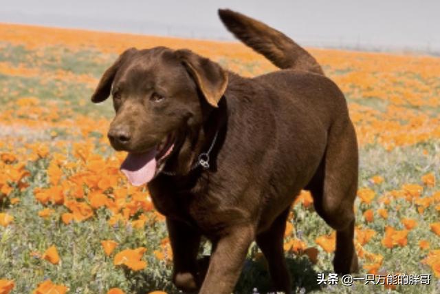 奥达猎犬怎么训练:二哈可以训练成为猎犬吗？为什么？