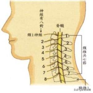 颈神经根炎的症状与治疗:颈椎椎间盘突出C3C4C5压迫神经根及硬膜囊是什么症状？