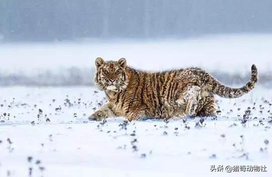 动物过冬图片:动物过冬图片简笔画 熊为什么要冬眠？冬眠的熊有自保能力吗，遇到老虎该怎么办？