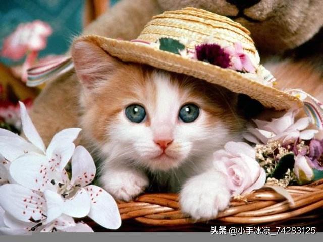 猫咪被当公主养:怎么说服父母再养一只猫？