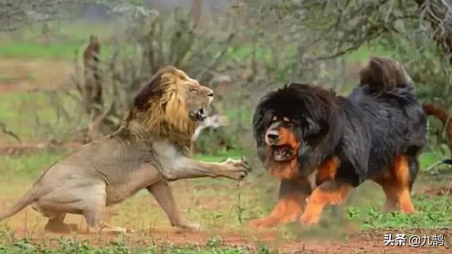 斗牛犬秒杀藏獒视频:藏獒和猞猁进行殊死搏斗，猞猁可以坚持多久？为什么？