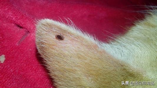 去除羊虱子用什么药比较好?