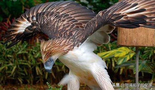 世界珍稀动物灭绝名单:世界上最濒危灭绝的10大物种？