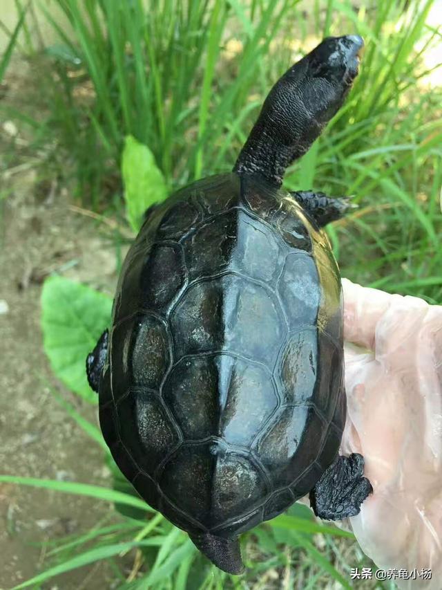 头条问答 - 墨龟苗怎么养?(7个回答)