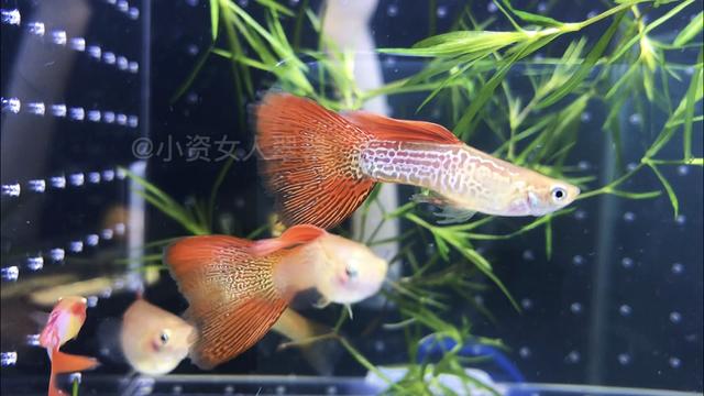 海鲜水族箱图片:水族箱图片大全 可以嗮嗮你们的鱼缸照片吗？