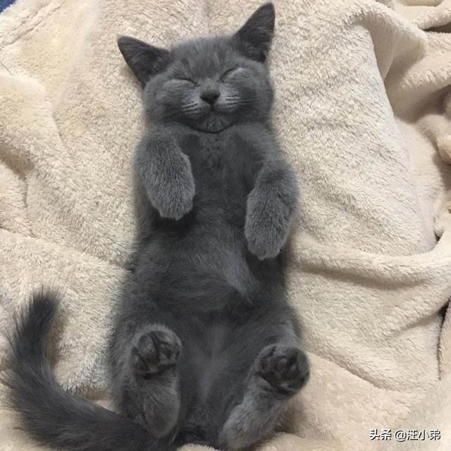 适合英短蓝猫幼猫猫粮:有没有养过英短的朋友来说说，英短幼猫吃什么猫粮好呢？