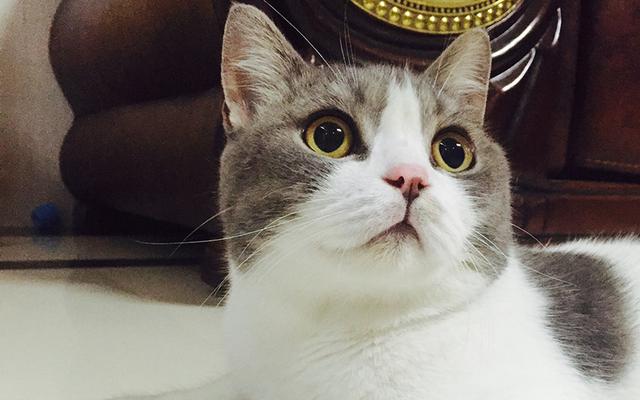 宠物小猫咪:小猫咪不出门可以不打猫三联么？