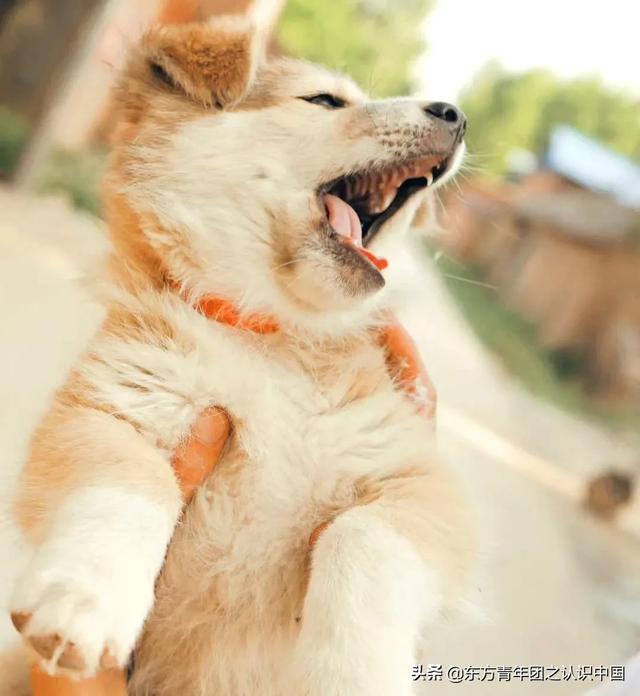 美国可卡是猎犬吗:养两只狗狗和一只狗狗的差别？